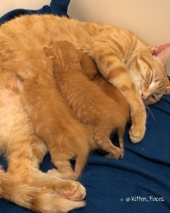 История счастливого воссоединения кошки с родными котятами