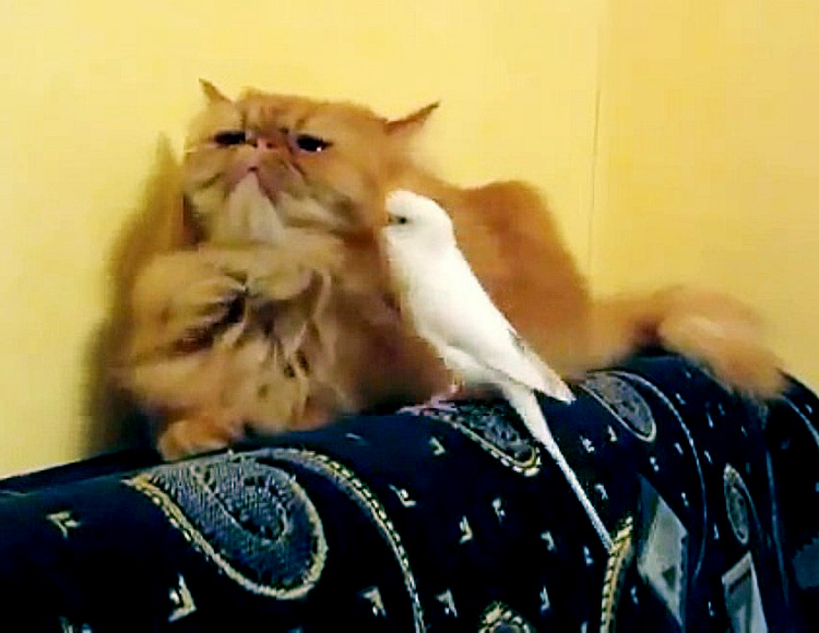 Кошка и назойливый попугай: такому терпению стоит поучиться