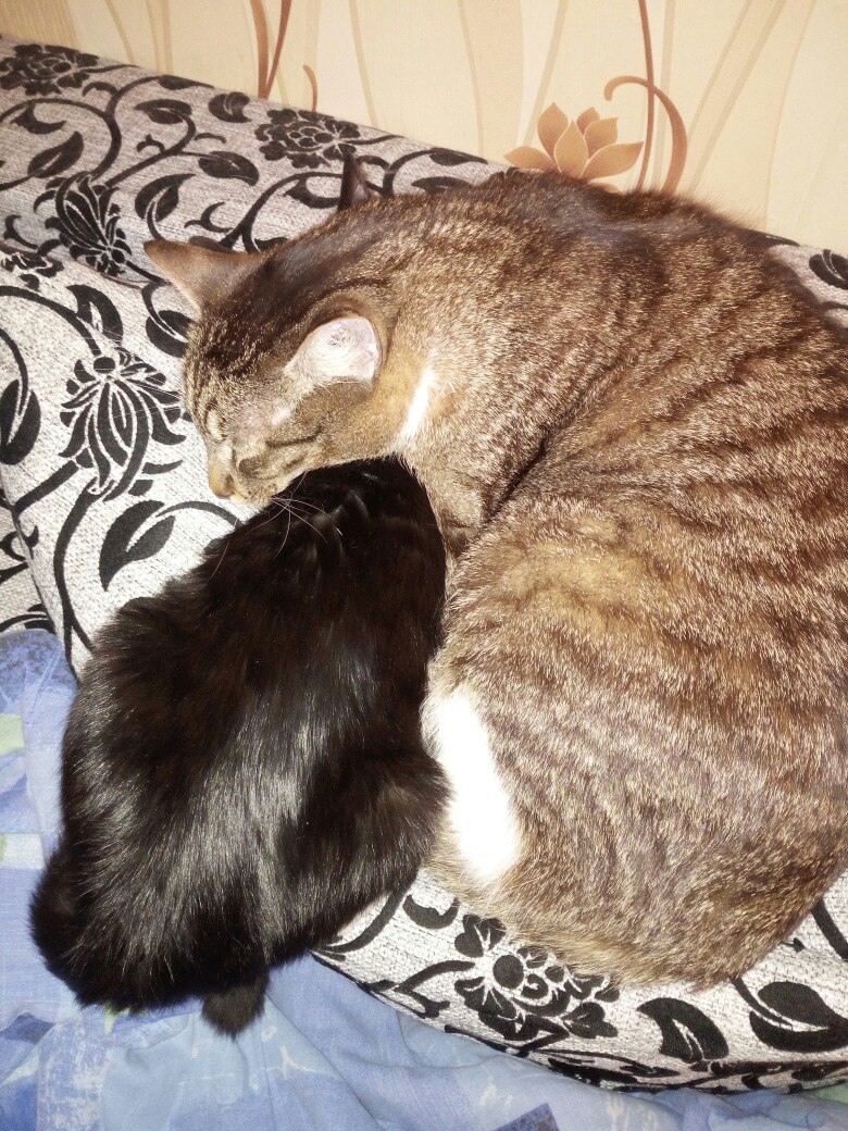 «Я неожиданно стала мамой трех котиков!»: о том, как три котейки внезапно обрели дом