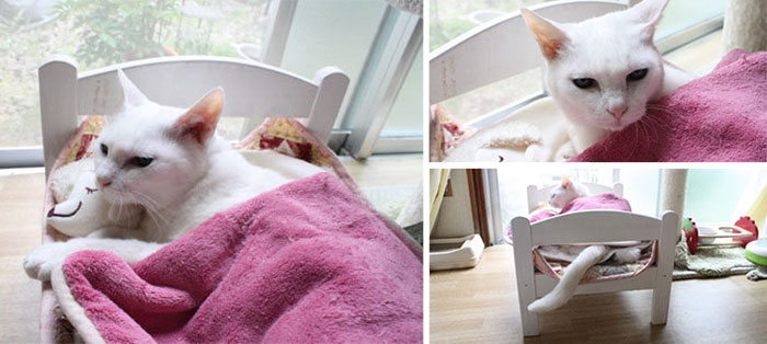 Японские кошатники нашли остроумное применение кукольным кроваткам из IKEA