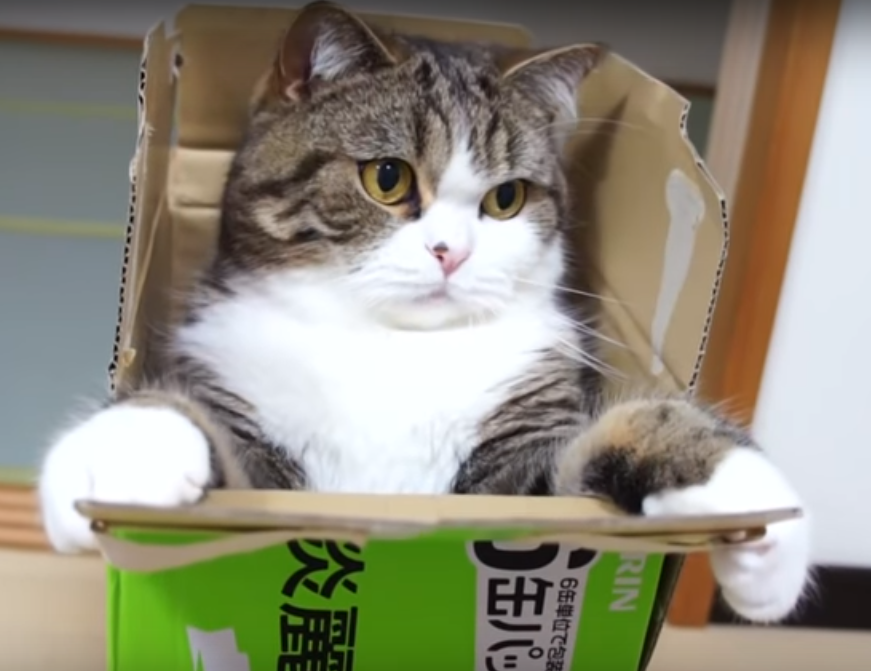 Пухлый котик облюбовал коробку и старается в нее влезть: упорство и труд все перетрут