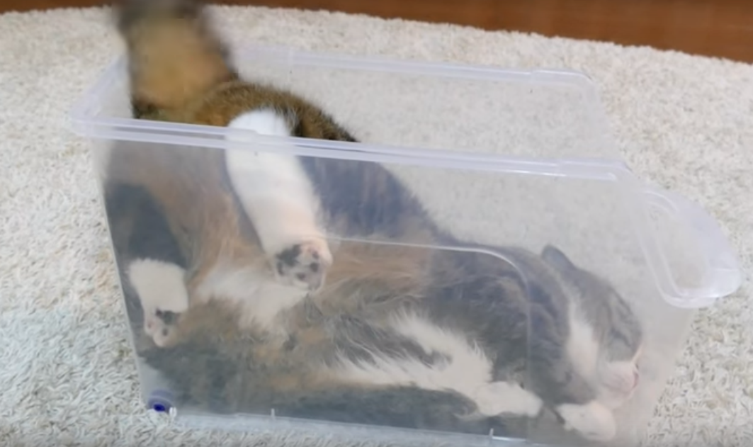 Кот релаксирует в пластиковой коробке