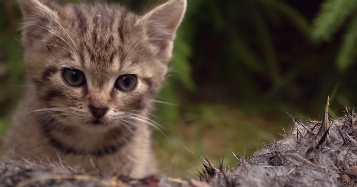 В шотландских горах нашли редчайших котят