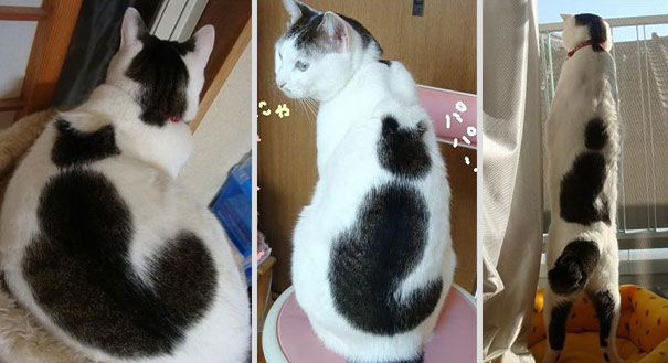 10 кошек, которые прославились из-за своей крутой «маркировки»