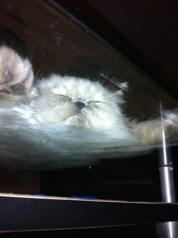 22 котика на стеклянных столах, которых просто нельзя было не сфотографировать