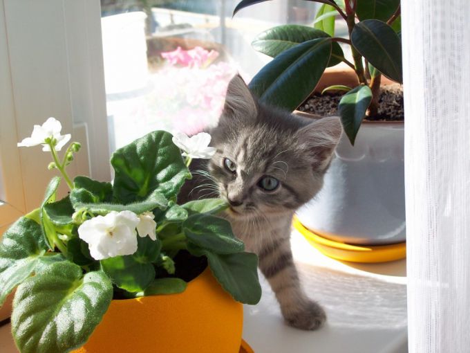 Кошка ест комнатные растения: что делать