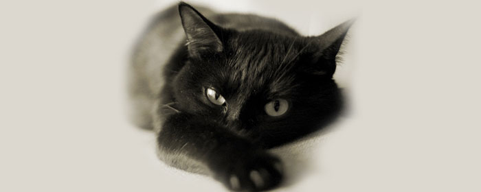 Чёрные кошки: мистические и обаятельные