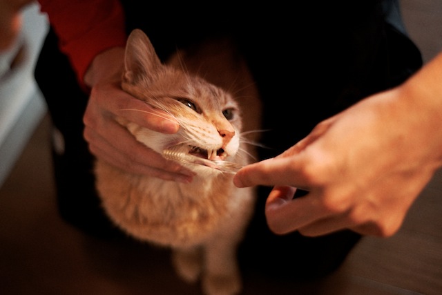 Чистка зубов кошке и коту