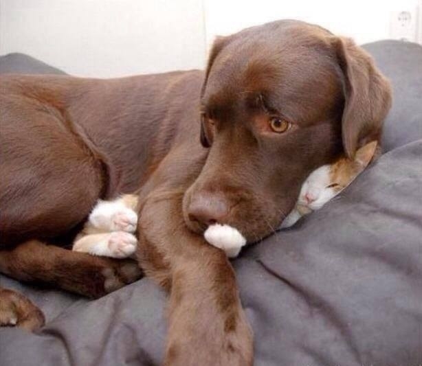 Уморительные моменты из совместной жизни собак и кошек