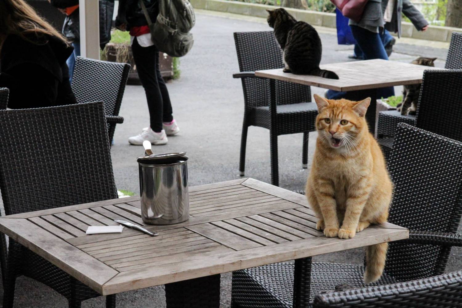 Почему в Стамбуле много котов