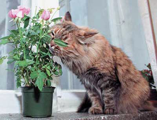 Кошка ест комнатные растения: что делать