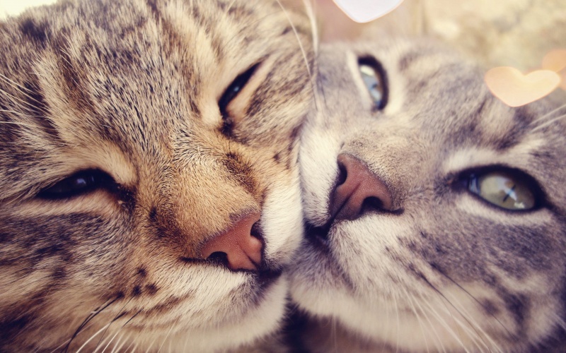 7 любопытных фактов о взаимоотношениях человека и кошки