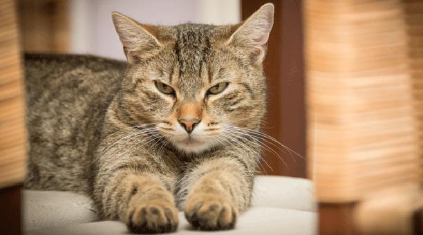 Трудности в содержании кошек и котов