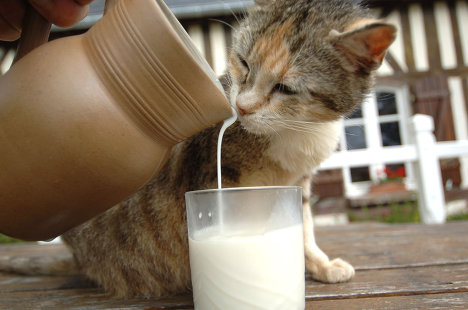 Можно ли кошкам молоко и почему они его так любят