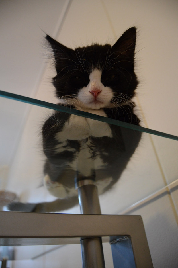 22 котика на стеклянных столах, которых просто нельзя было не сфотографировать