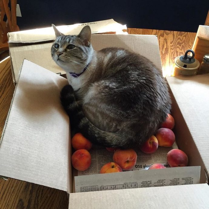 О коте Оззи и его странном пристрастии к персикам