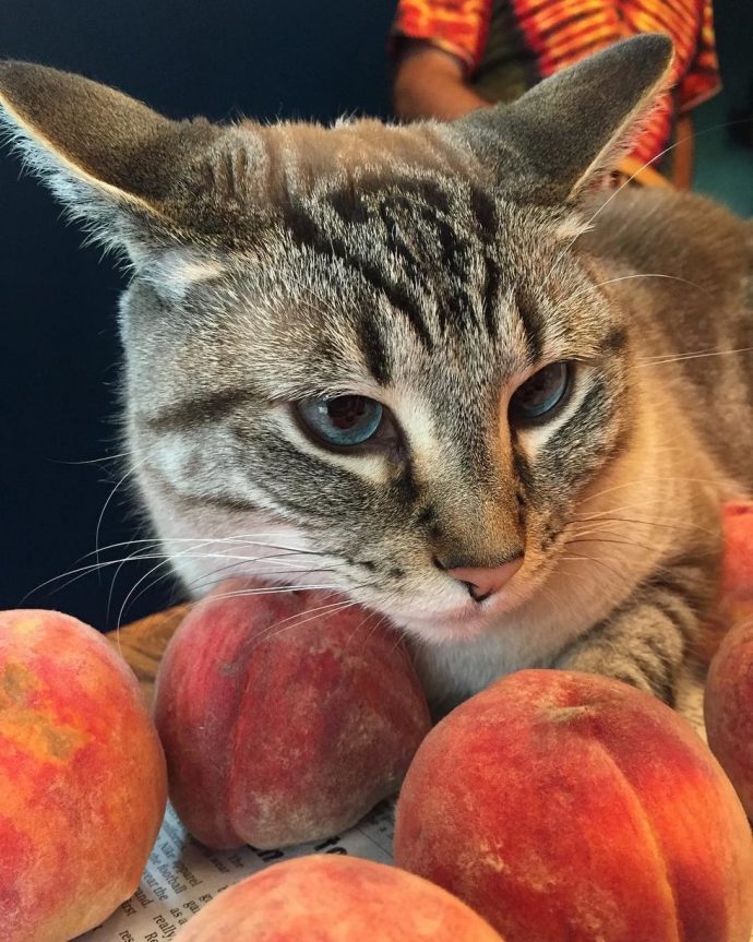 О коте Оззи и его странном пристрастии к персикам