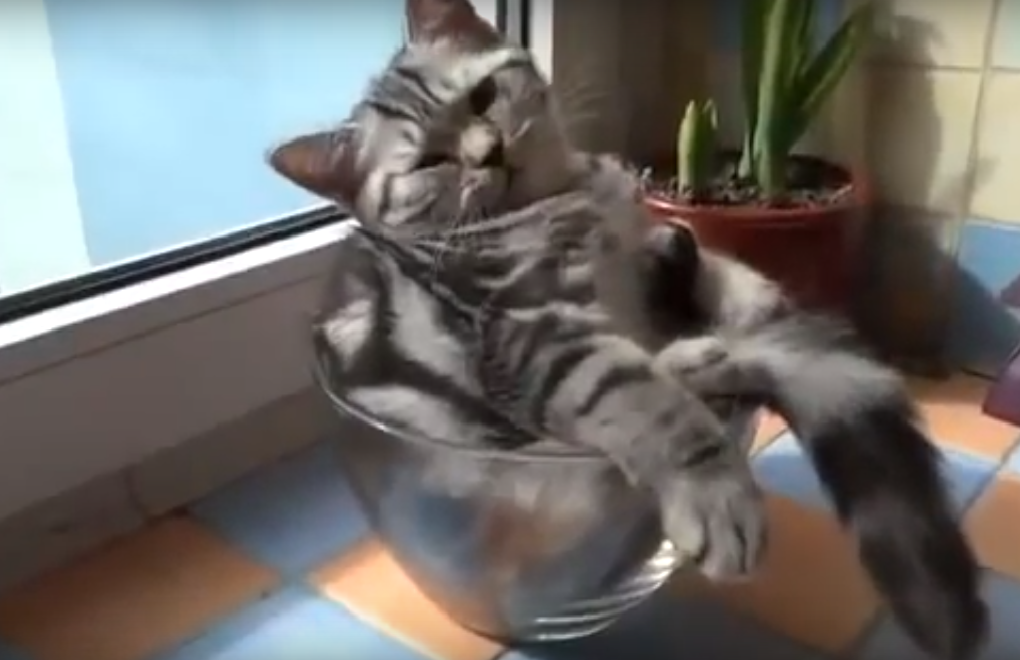 Кот в креманке: смешное видео с очаровательным котиком