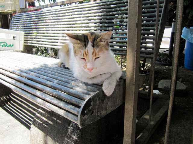 Почему в Стамбуле много котов