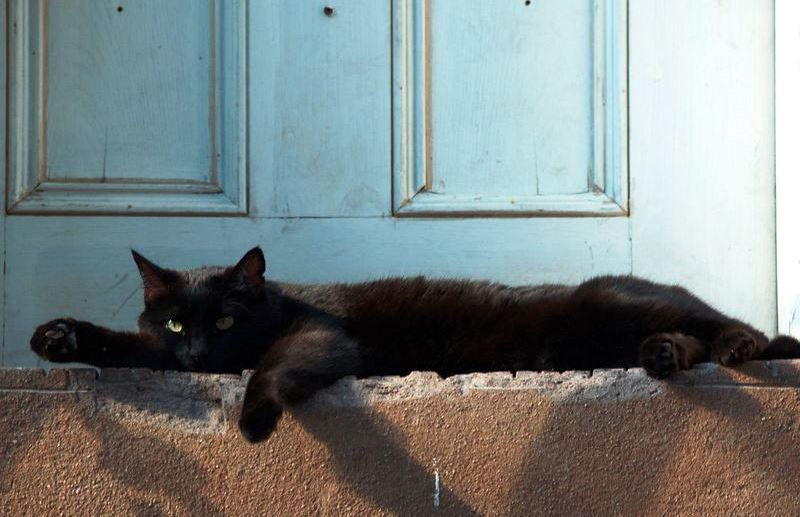Почему кошка сидит у входной двери