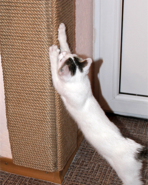Котик-барометр: народные приметы и суеверия о кошках и погоде