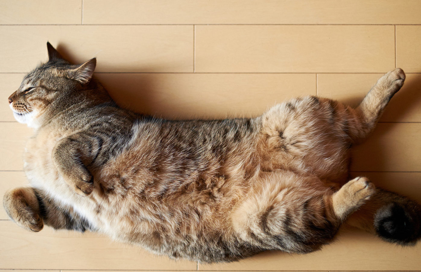 Котик-барометр: народные приметы и суеверия о кошках и погоде