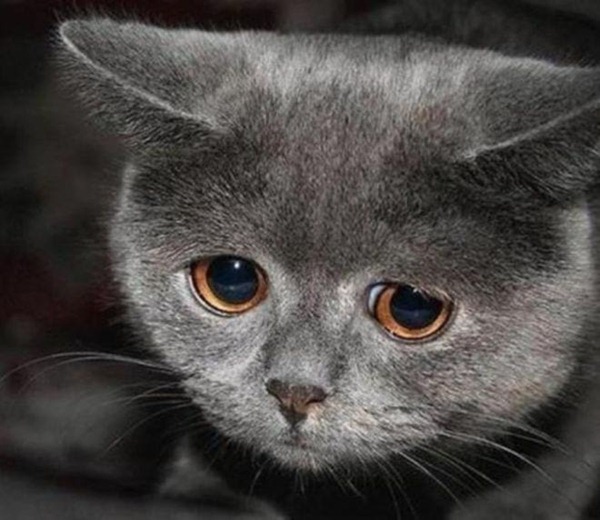 Как выглядят обижульки: 12 милых котиков, которые обиделись
