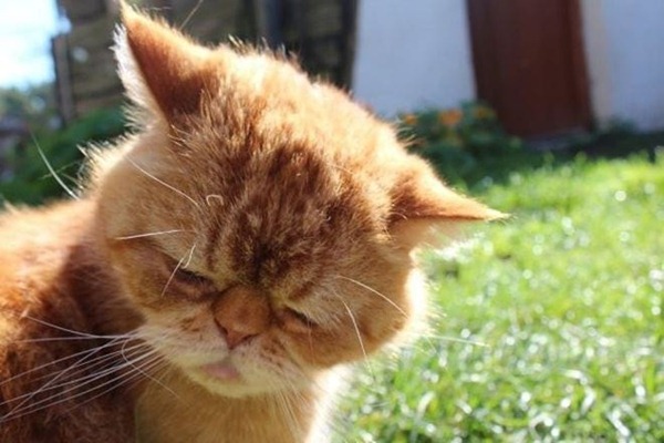 Как выглядят обижульки: 12 милых котиков, которые обиделись
