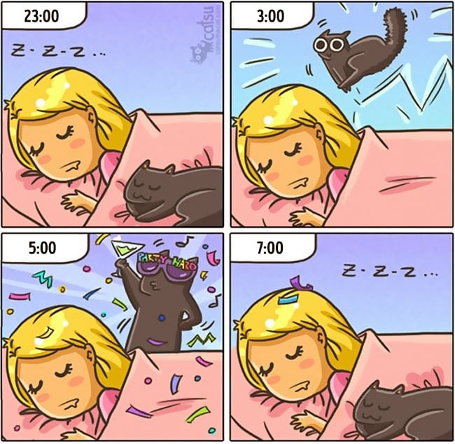 Как меняется жизнь с котом