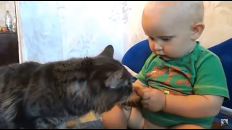 Малыш лакомится булкой, и кот тоже просит вкусняшку