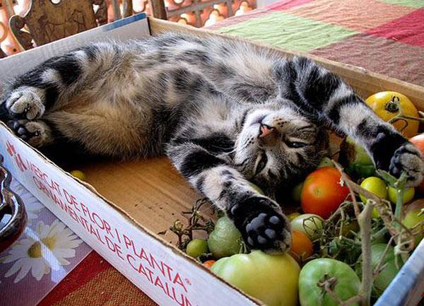 Какие овощи можно давать кошке