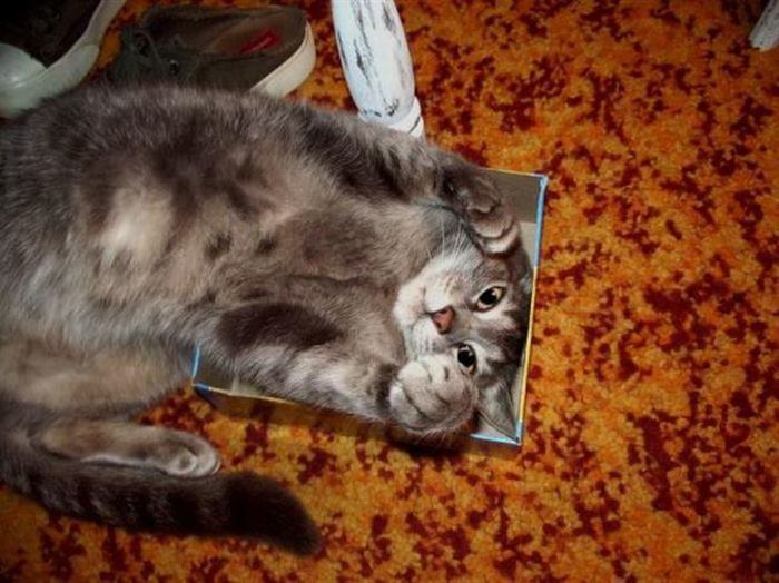 15+ забавнейших фотографий, доказывающих, что коты поместятся в любую коробку