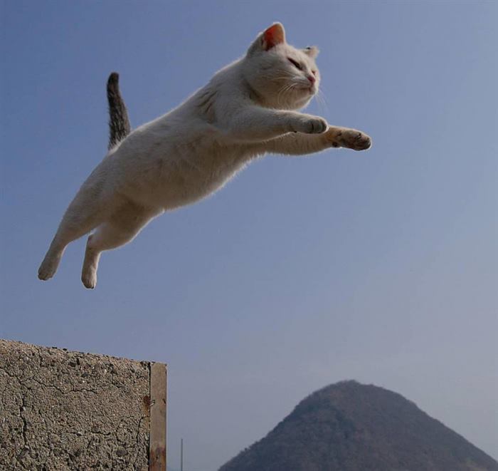 20 забавных котиков, которые спасут ваше настроение