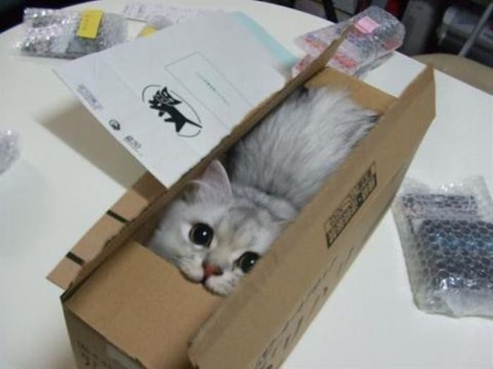 15+ забавнейших фотографий, доказывающих, что коты поместятся в любую коробку