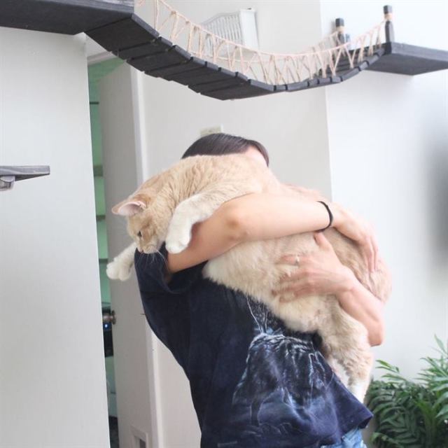 Пара завела шикарного 15-килограммового кота, и теперь они пытаются привести его в форму