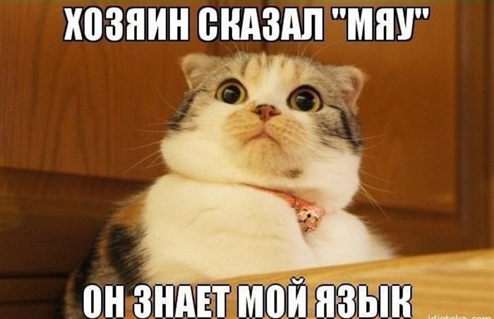 Крутые мемы с котиками, с которыми день будет прожит не зря