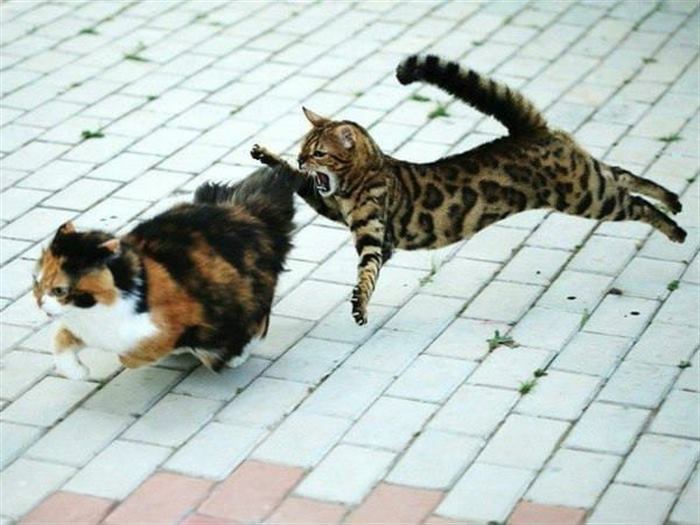 Любители кошек и японской поэзии решили посмотреть, что будет, если объединить эти две вещи вместе