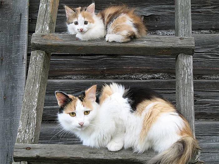 Кошки и их маленькие двойники