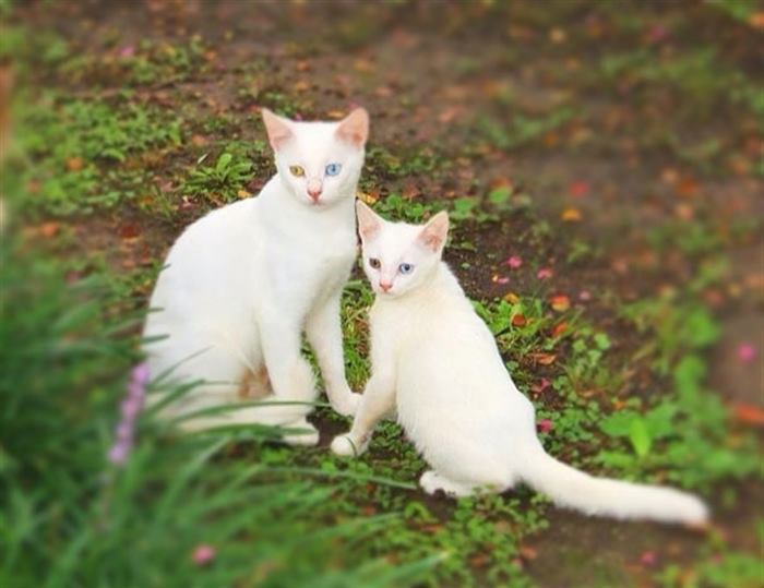Кошки и их маленькие двойники