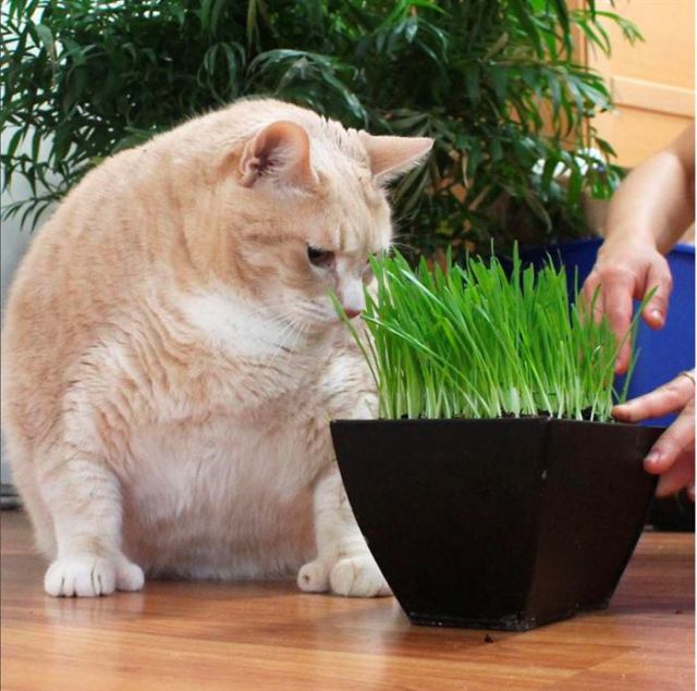 Пара завела шикарного 15-килограммового кота, и теперь они пытаются привести его в форму