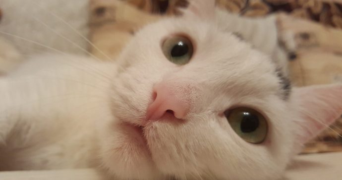История кошки с бровями — ужасной и прекрасной