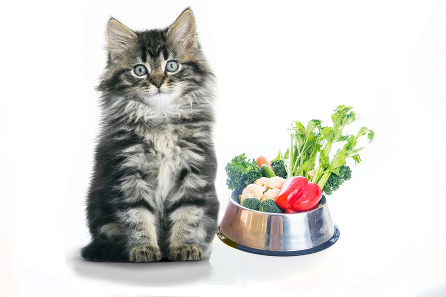 Какие овощи можно давать кошке