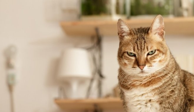 10 профессий, в которых кошки превзошли людей