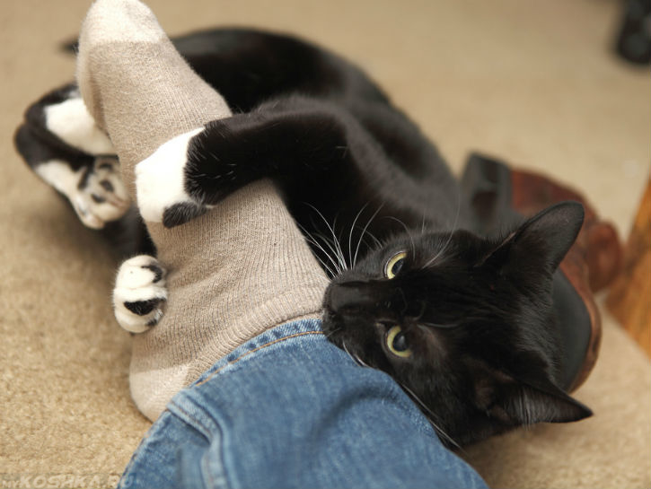 Почему кошки трутся об ноги