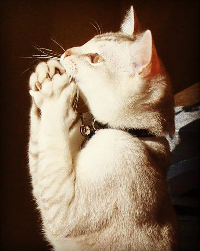 Кошки молятся своему кошачьему божеству