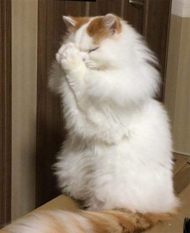 Кошки молятся своему кошачьему божеству