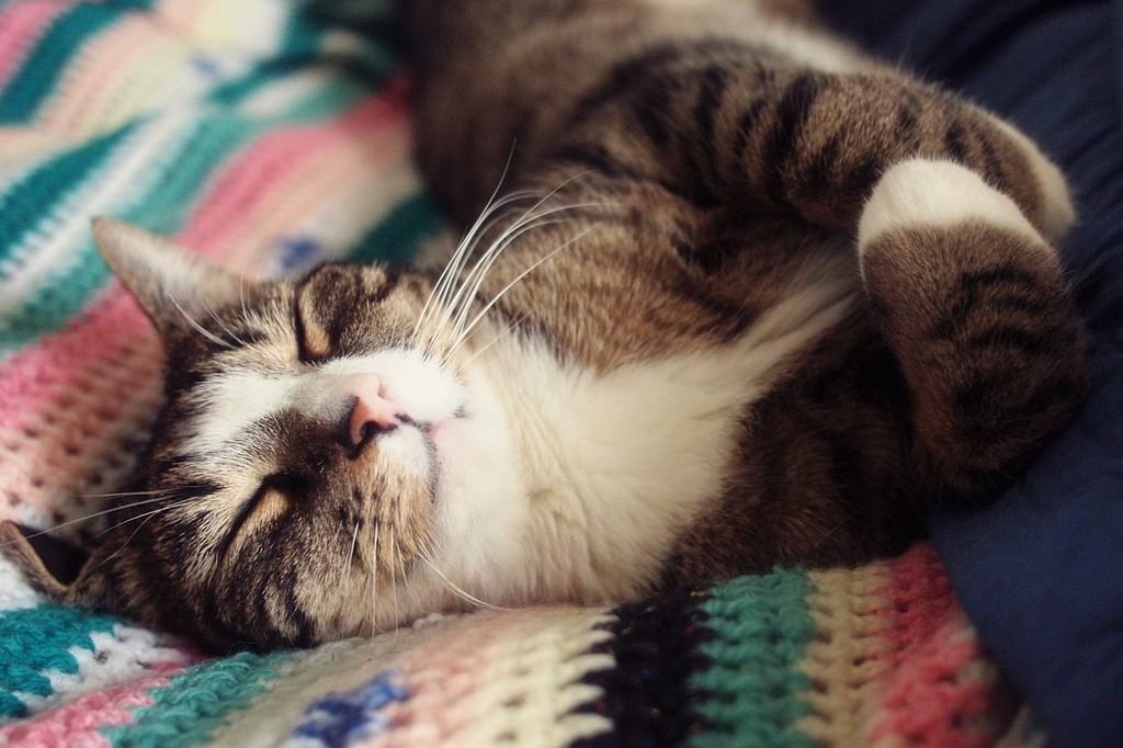5 доказанных наукой фактов, что кошки продлевают человеку жизнь