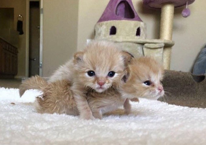 Новорожденные брат с сестрёнкой победили кошачью болезнь, на удивление всем опекунам