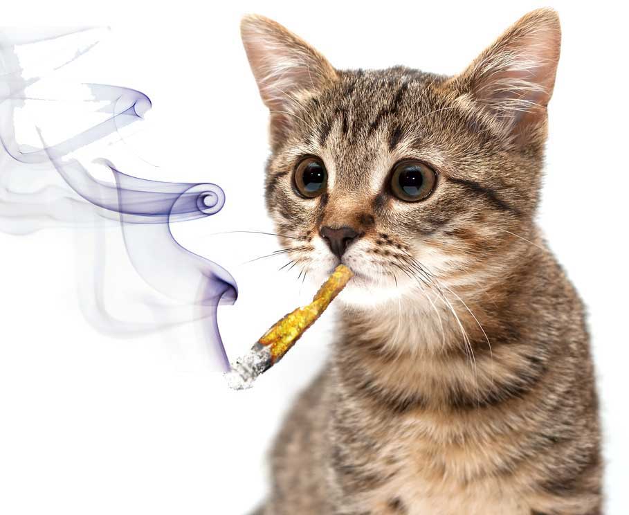 Кошка и табачный дым: примирение невозможно