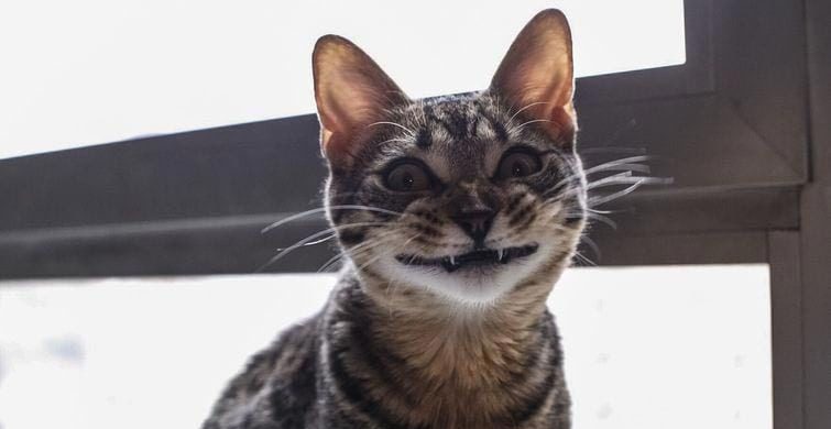 25 смешных котов, которые явно перебрали с кошачьей мятой